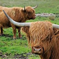 Schotse hooglanders (Bos taurus) in veld op Skye, Schotland, UK
